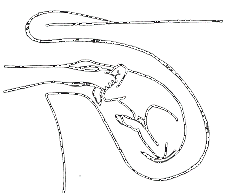 Image undefined