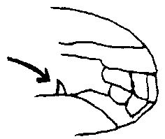 Image undefined